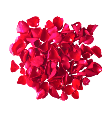 Rose Petals