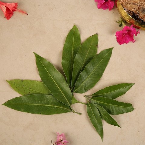Mango Leaves